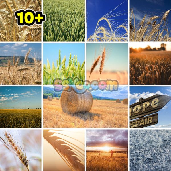 大麦麦地小麦麦子农场特写高清图片JPG摄影照片壁纸背景插图素材