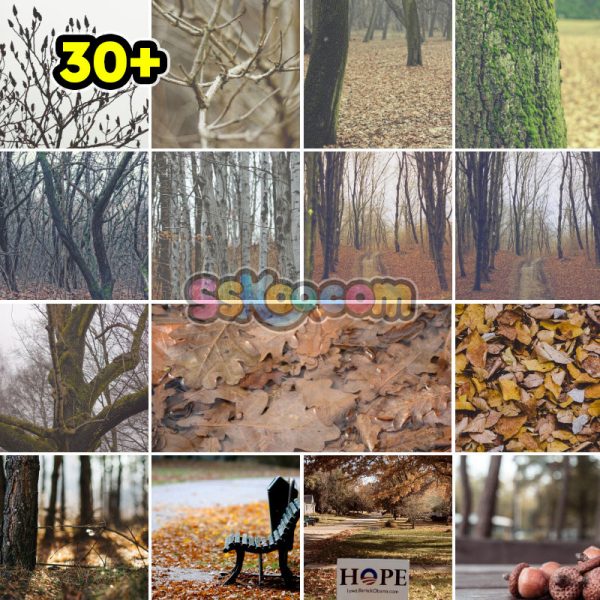 秋季落叶公园躺椅树叶景观特写高清JPG摄影壁纸图片背景插画素材