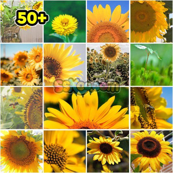 黄色葵花向日葵植物高清照片特写图片大图插图