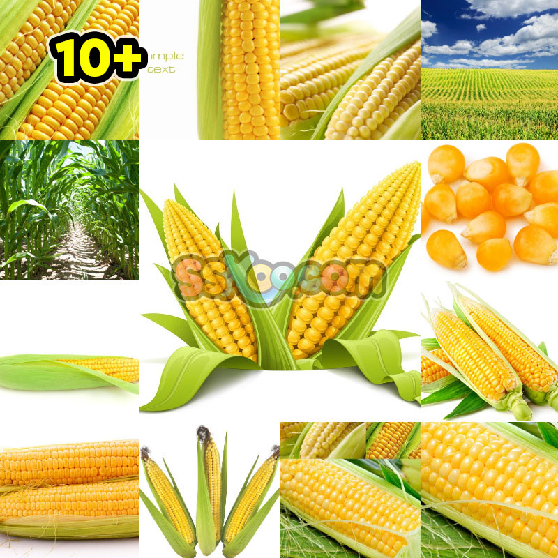玉米新鲜蔬菜高清照片摄影图片食品美食特写农产品大图插图插图