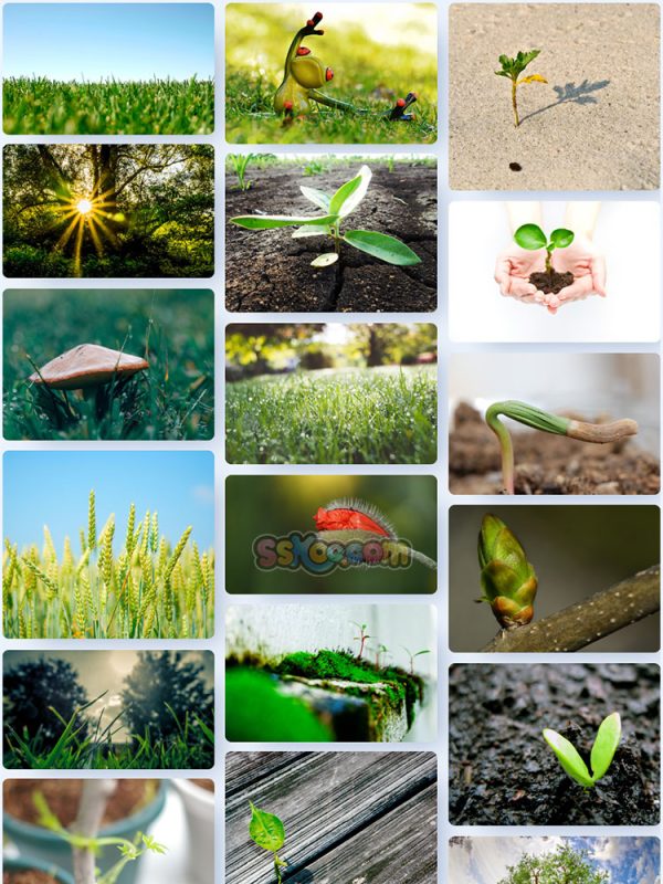 清新绿色植物草地小草特写高清图片JPG摄影照片壁纸背景插图素材插图1