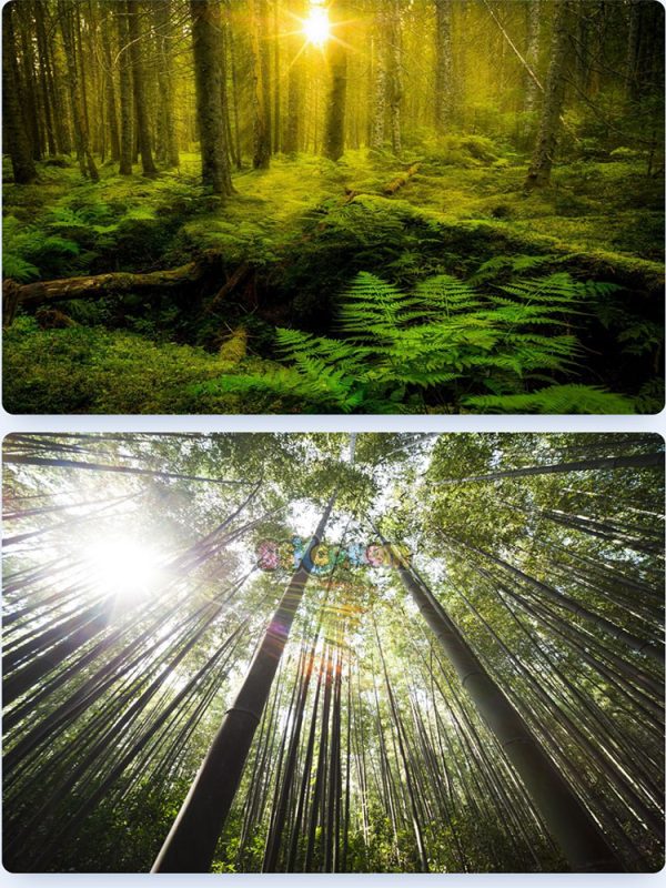 森林树木大树自然景观特写高清照片JPG摄影壁纸背景插画设计素材插图1