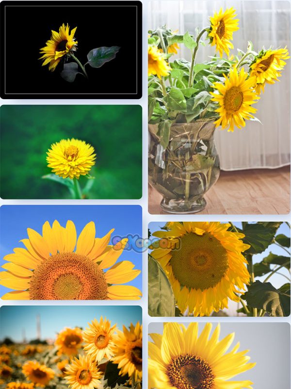 黄色葵花向日葵植物高清照片特写图片大图插图插图1