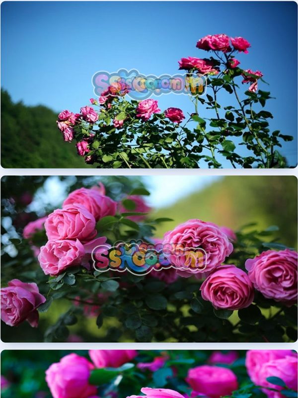 玫瑰蔷薇月季鲜花花朵特写JPG摄影照片壁纸背景图片插图设计素材插图1