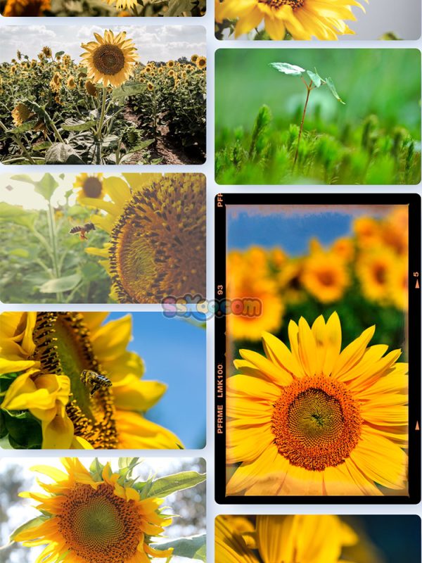 黄色葵花向日葵植物高清照片特写图片大图插图插图2