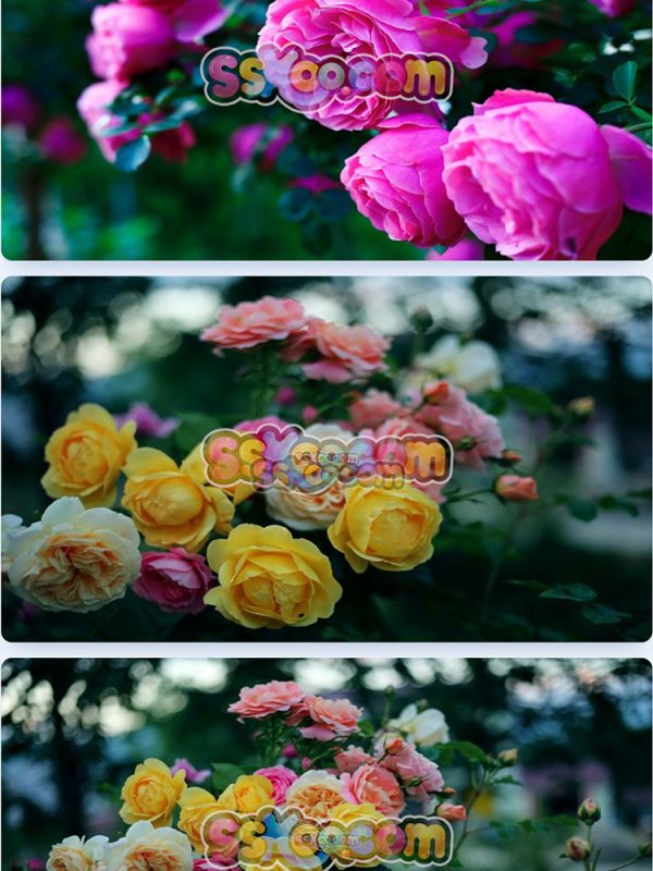 玫瑰蔷薇月季鲜花花朵特写JPG摄影照片壁纸背景图片插图设计素材插图2
