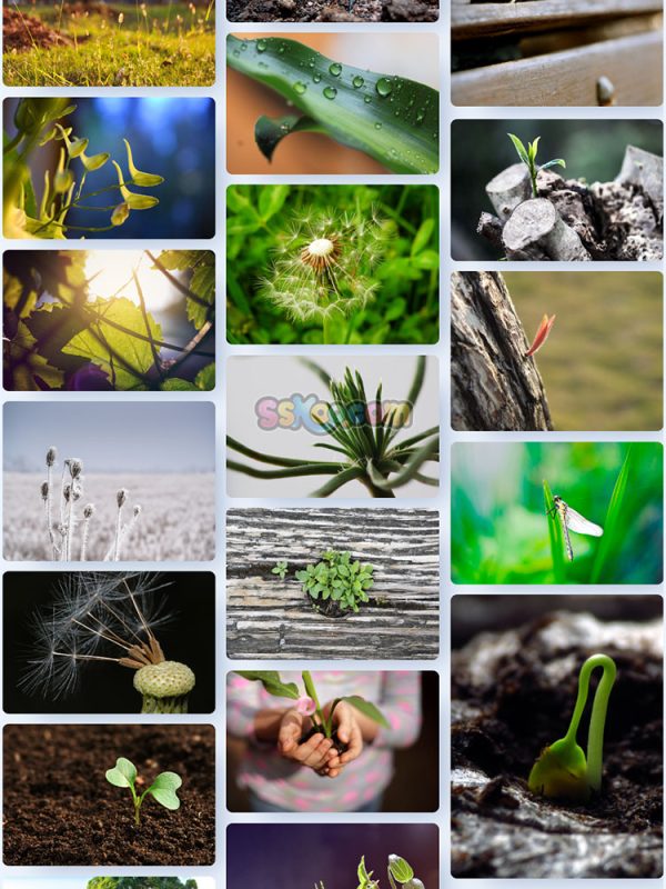 清新绿色植物草地小草特写高清图片JPG摄影照片壁纸背景插图素材插图3