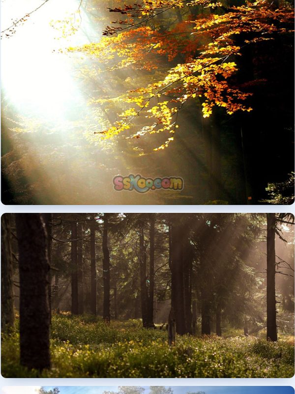 森林树木大树自然景观特写高清照片JPG摄影壁纸背景插画设计素材插图3