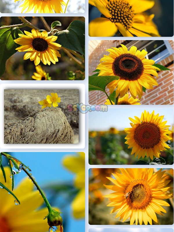 黄色葵花向日葵植物高清照片特写图片大图插图插图3