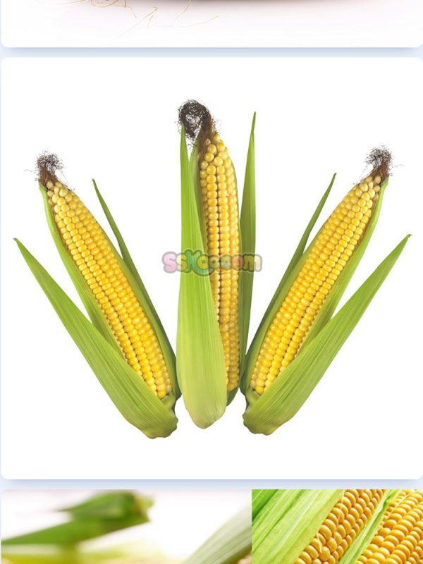 玉米新鲜蔬菜高清照片摄影图片食品美食特写农产品大图插图插图3