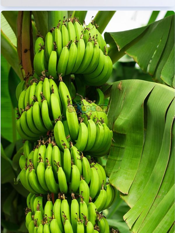 香蕉新鲜水果高清照片摄影图片食品美食特写农产品大图插图插图3