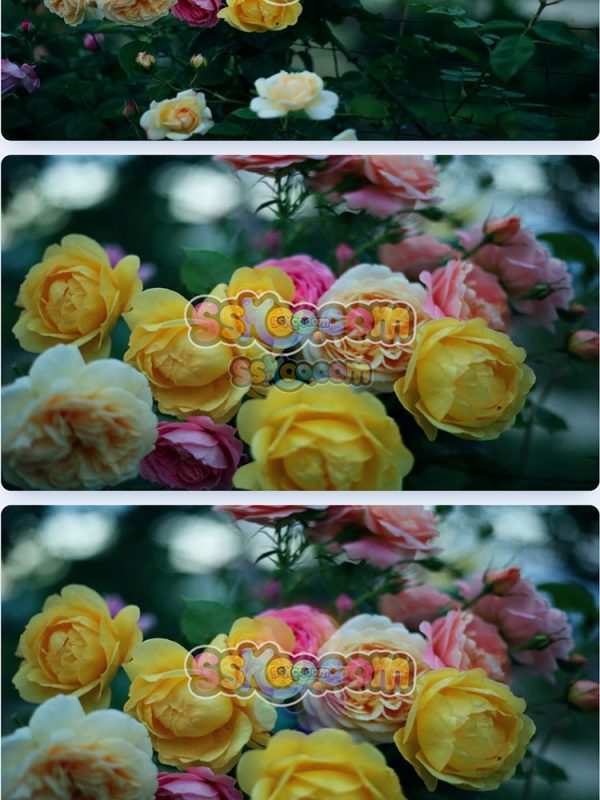 玫瑰蔷薇月季鲜花花朵特写JPG摄影照片壁纸背景图片插图设计素材插图3