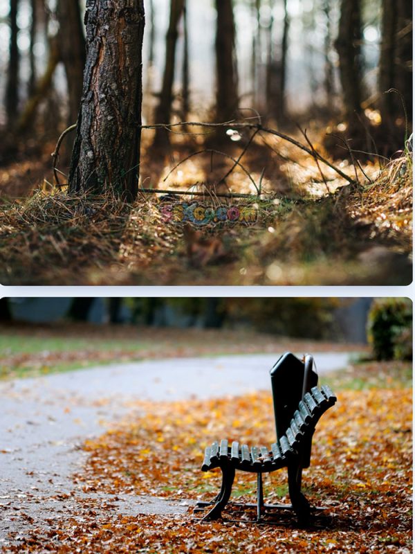 秋季落叶公园躺椅树叶景观特写高清JPG摄影壁纸图片背景插画素材插图4
