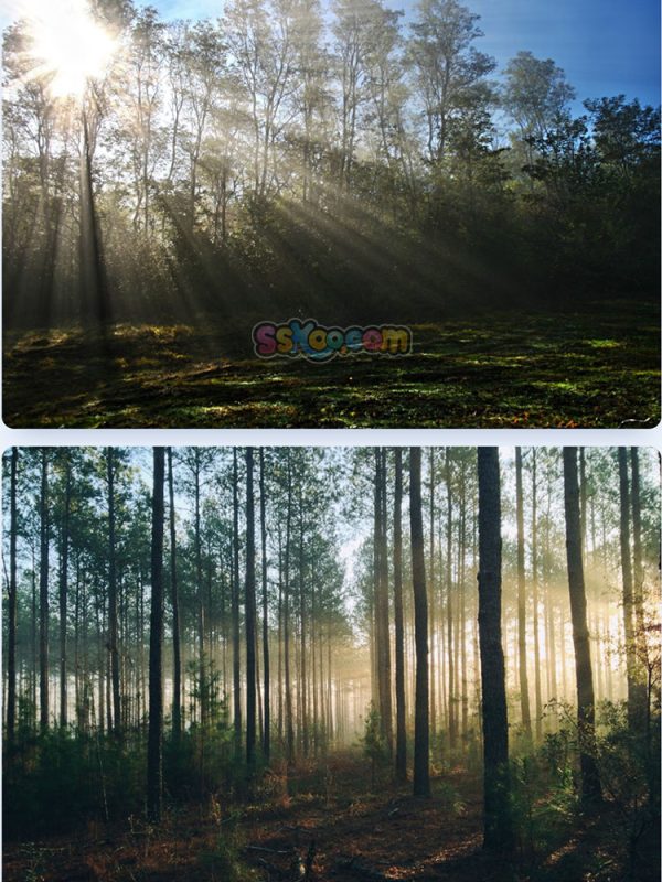 森林树木大树自然景观特写高清照片JPG摄影壁纸背景插画设计素材插图4