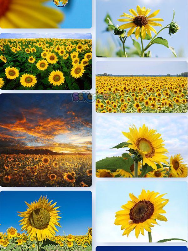 黄色葵花向日葵植物高清照片特写图片大图插图插图4