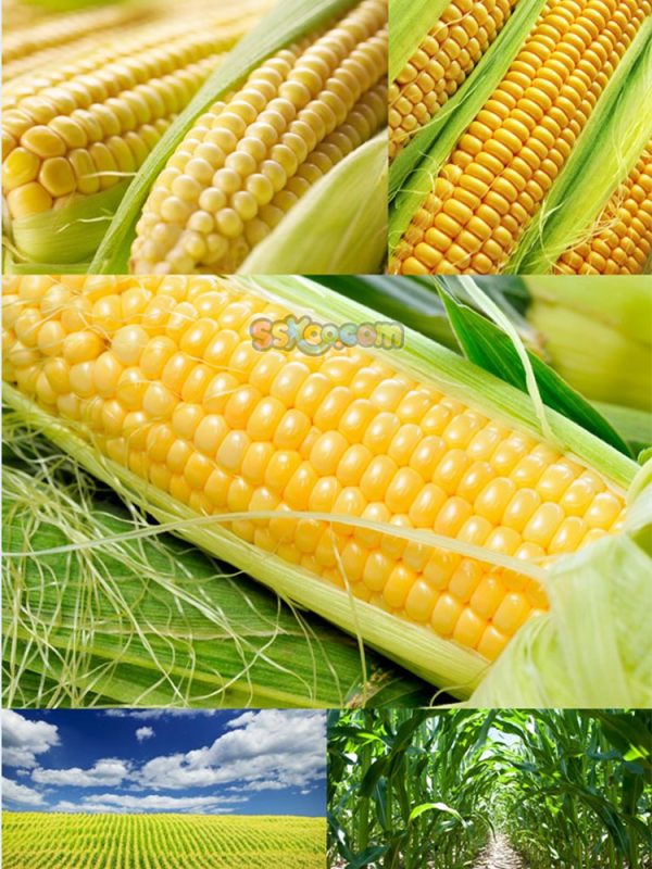 玉米新鲜蔬菜高清照片摄影图片食品美食特写农产品大图插图插图4