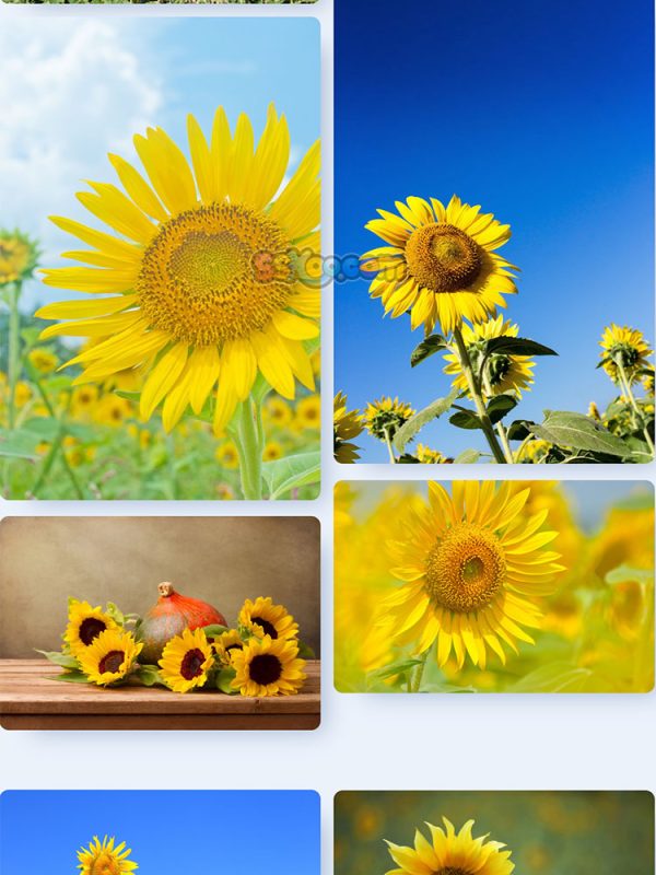 黄色葵花向日葵植物高清照片特写图片大图插图插图5