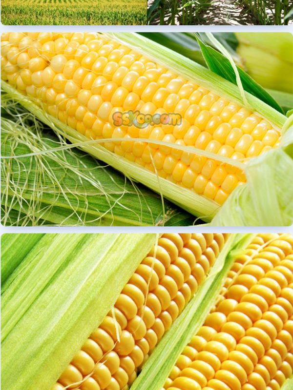 玉米新鲜蔬菜高清照片摄影图片食品美食特写农产品大图插图插图5
