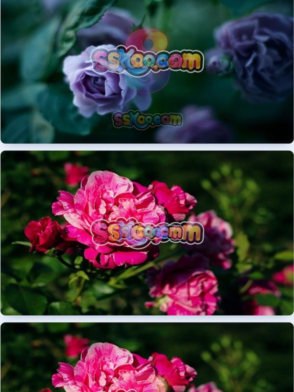 玫瑰蔷薇月季鲜花花朵特写JPG摄影照片壁纸背景图片插图设计素材插图5