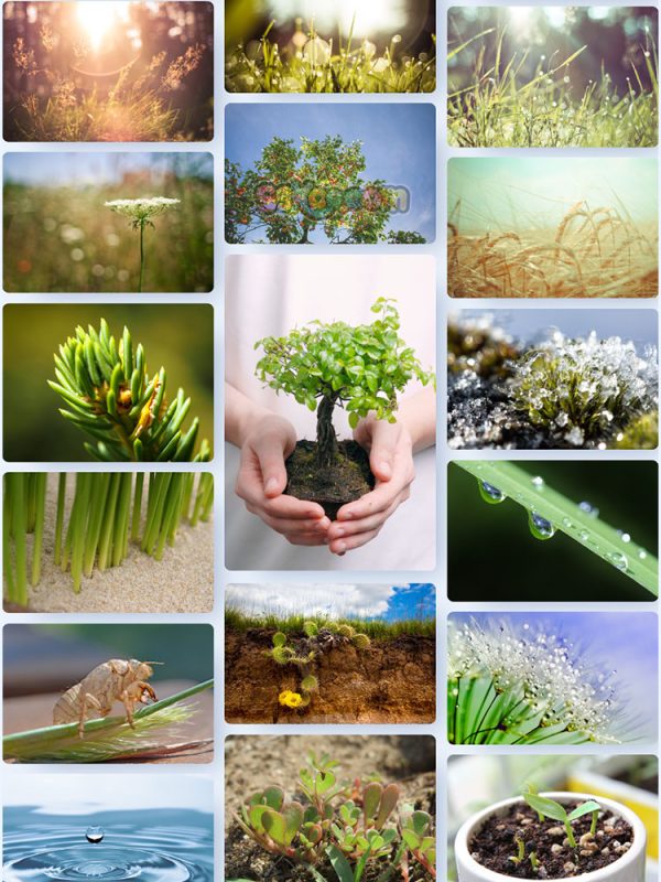 清新绿色植物草地小草特写高清图片JPG摄影照片壁纸背景插图素材插图6