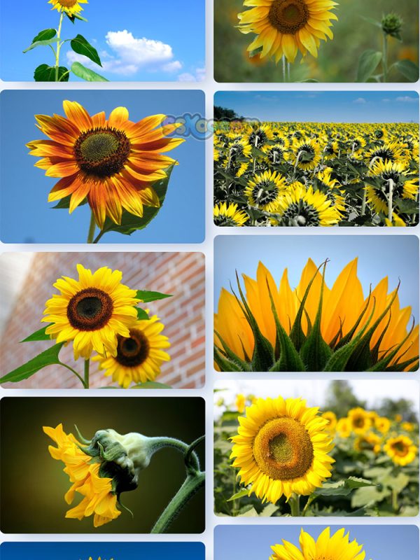 黄色葵花向日葵植物高清照片特写图片大图插图插图6