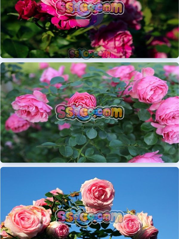 玫瑰蔷薇月季鲜花花朵特写JPG摄影照片壁纸背景图片插图设计素材插图6