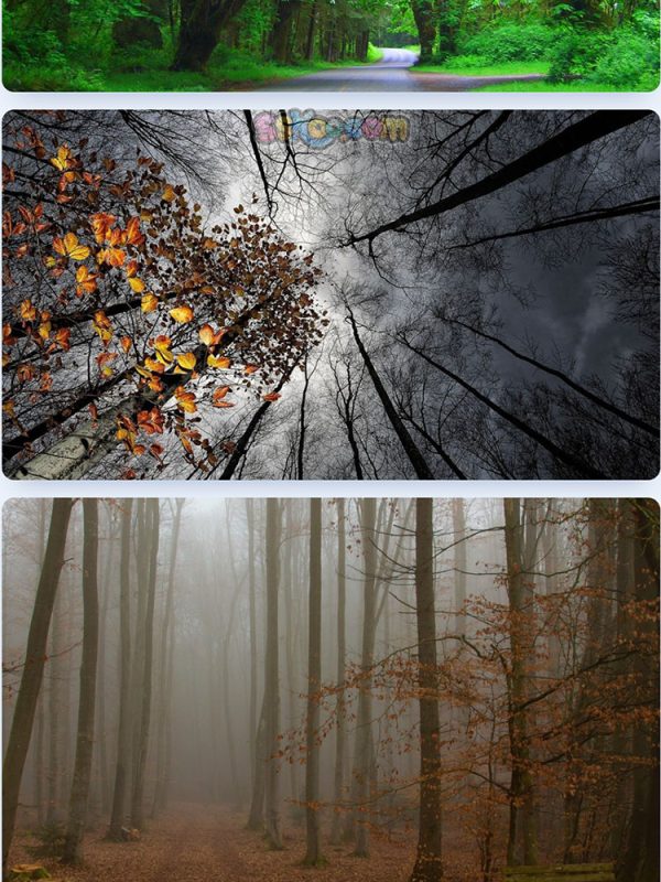 森林树木大树自然景观特写高清照片JPG摄影壁纸背景插画设计素材插图7