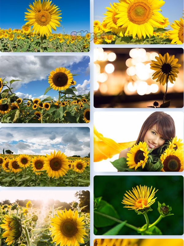 黄色葵花向日葵植物高清照片特写图片大图插图插图7
