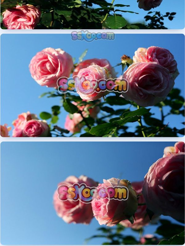 玫瑰蔷薇月季鲜花花朵特写JPG摄影照片壁纸背景图片插图设计素材插图7