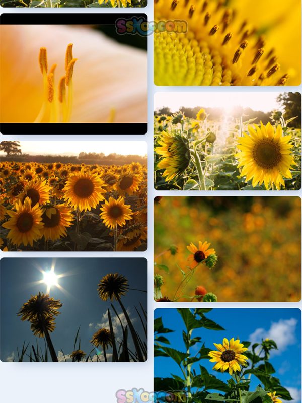 黄色葵花向日葵植物高清照片特写图片大图插图插图8