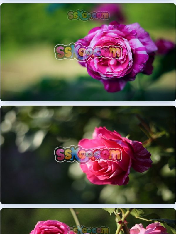 玫瑰蔷薇月季鲜花花朵特写JPG摄影照片壁纸背景图片插图设计素材插图8