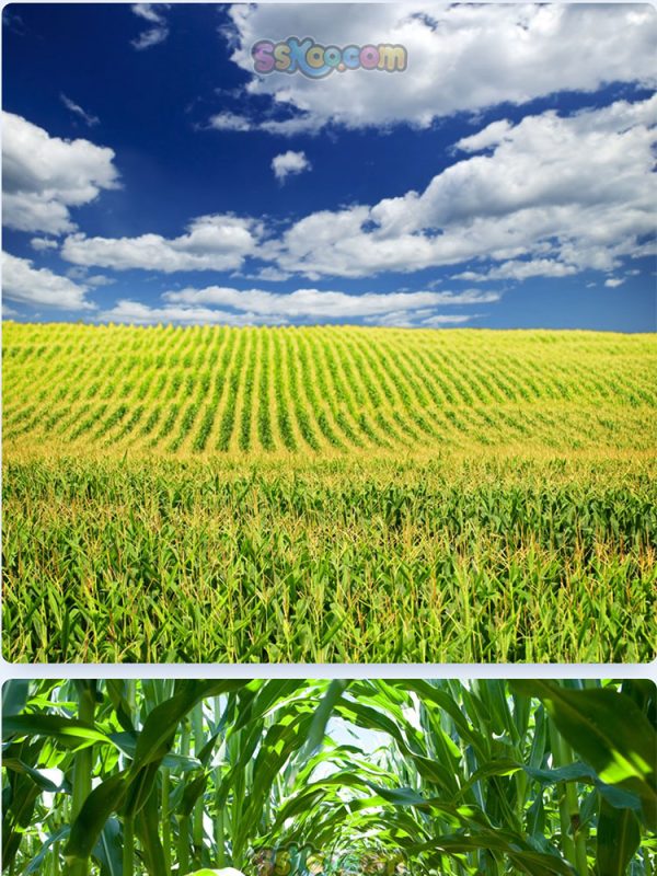 玉米新鲜蔬菜高清照片摄影图片食品美食特写农产品大图插图插图8