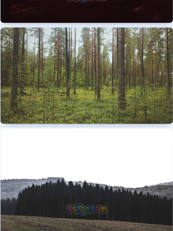 森林树木大树自然景观特写高清照片JPG摄影壁纸背景插画设计素材插图9