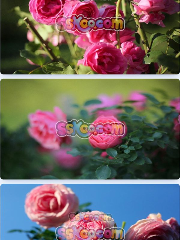 玫瑰蔷薇月季鲜花花朵特写JPG摄影照片壁纸背景图片插图设计素材插图9