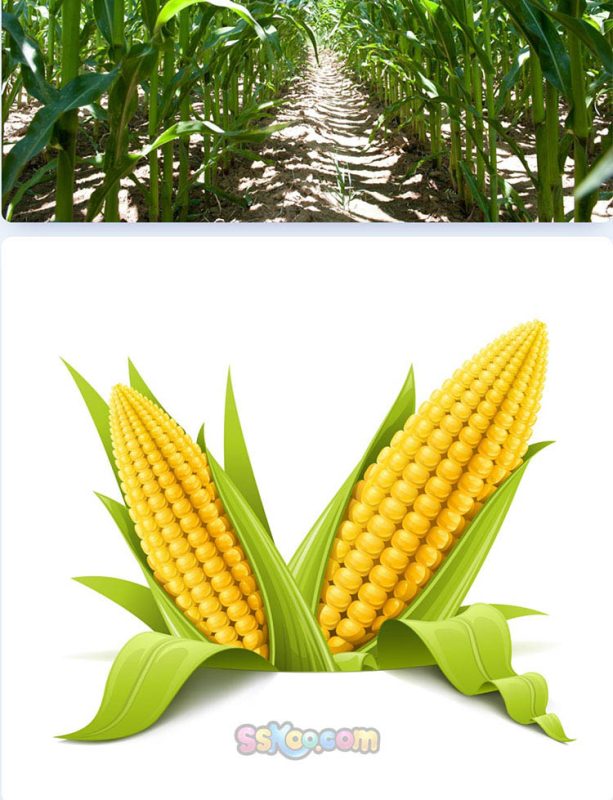 玉米新鲜蔬菜高清照片摄影图片食品美食特写农产品大图插图插图9
