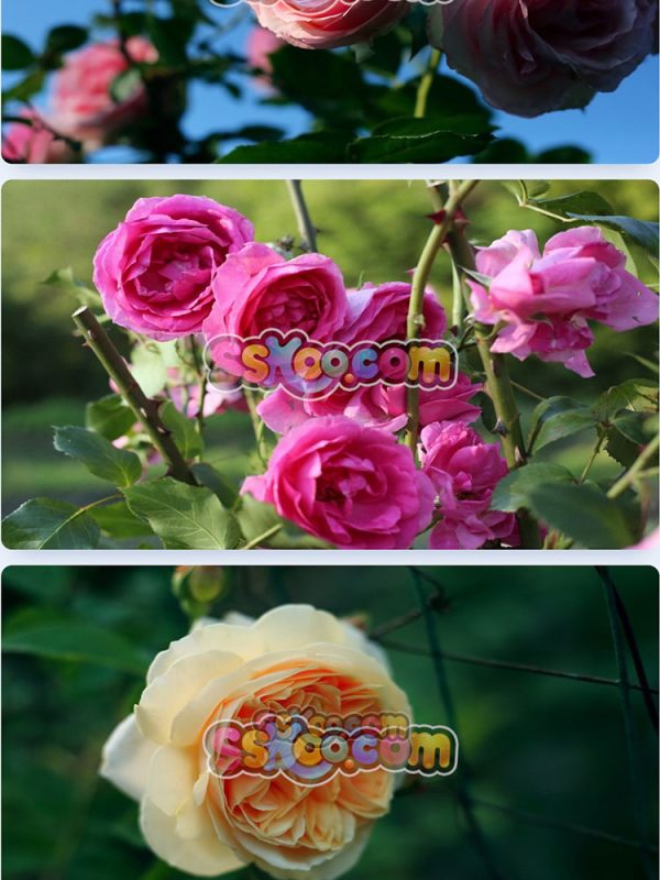 玫瑰蔷薇月季鲜花花朵特写JPG摄影照片壁纸背景图片插图设计素材插图10