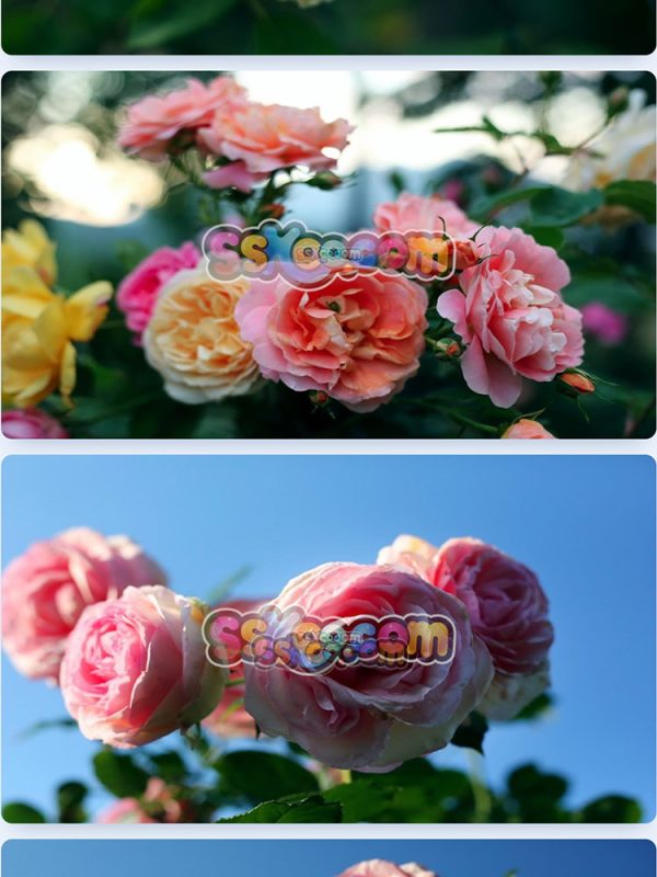 玫瑰蔷薇月季鲜花花朵特写JPG摄影照片壁纸背景图片插图设计素材插图11