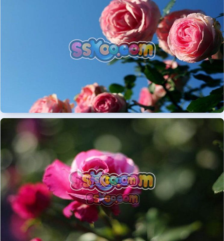 玫瑰蔷薇月季鲜花花朵特写JPG摄影照片壁纸背景图片插图设计素材插图12