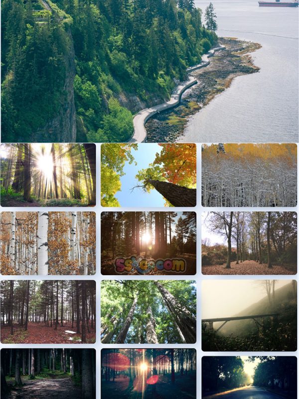 森林树木大树自然景观特写高清照片JPG摄影壁纸背景插画设计素材插图12