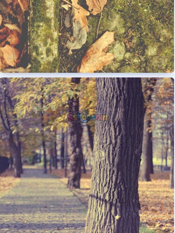 秋季落叶公园躺椅树叶景观特写高清JPG摄影壁纸图片背景插画素材插图14