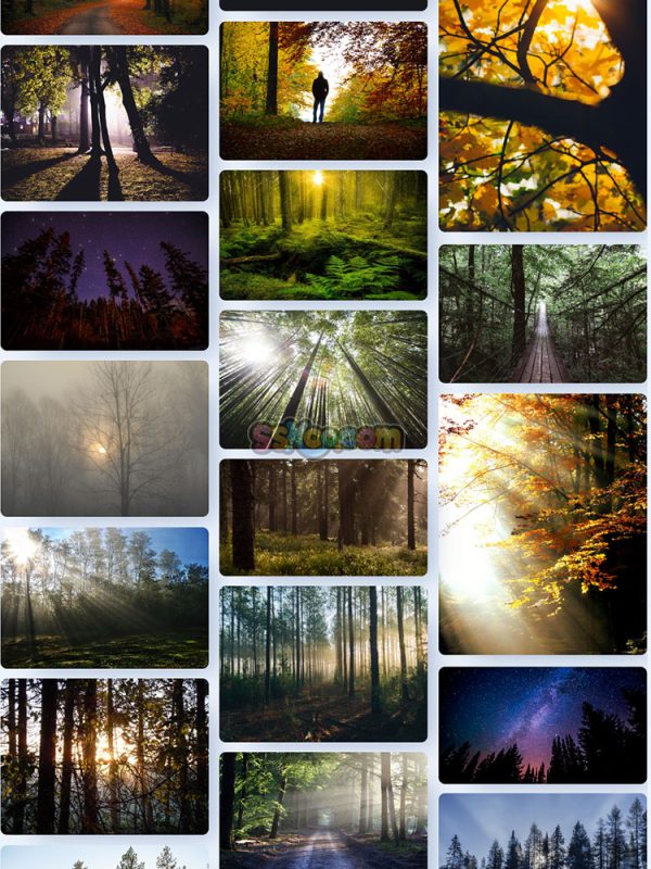 森林树木大树自然景观特写高清照片JPG摄影壁纸背景插画设计素材插图14
