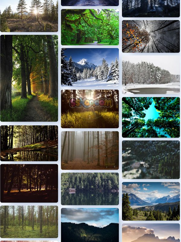 森林树木大树自然景观特写高清照片JPG摄影壁纸背景插画设计素材插图15