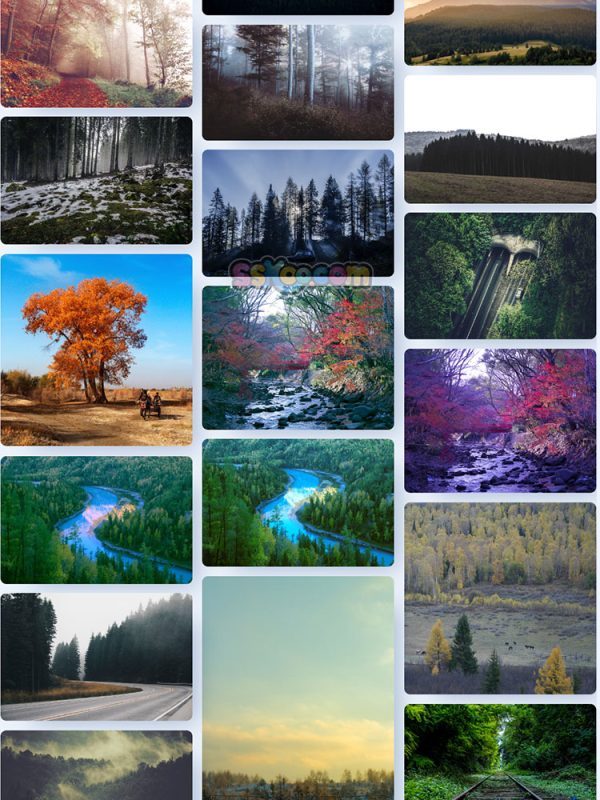 森林树木大树自然景观特写高清照片JPG摄影壁纸背景插画设计素材插图16