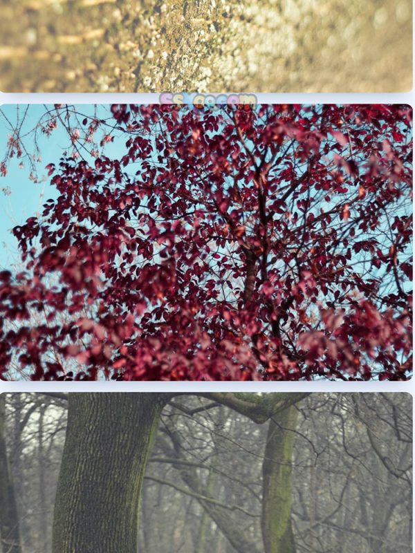 秋季落叶公园躺椅树叶景观特写高清JPG摄影壁纸图片背景插画素材插图18