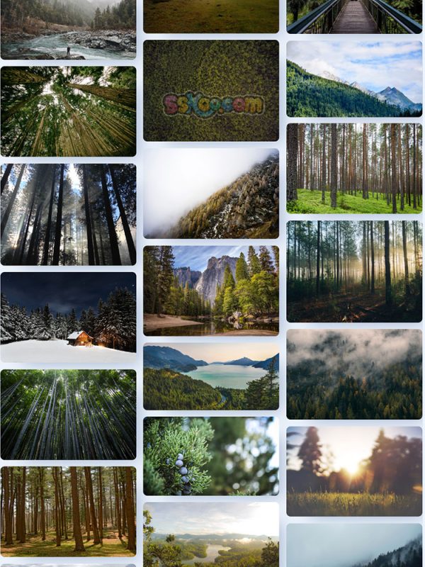 森林树木大树自然景观特写高清照片JPG摄影壁纸背景插画设计素材插图18