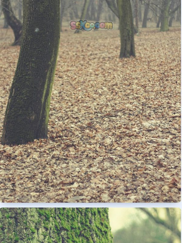 秋季落叶公园躺椅树叶景观特写高清JPG摄影壁纸图片背景插画素材插图19