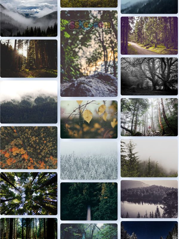 森林树木大树自然景观特写高清照片JPG摄影壁纸背景插画设计素材插图19