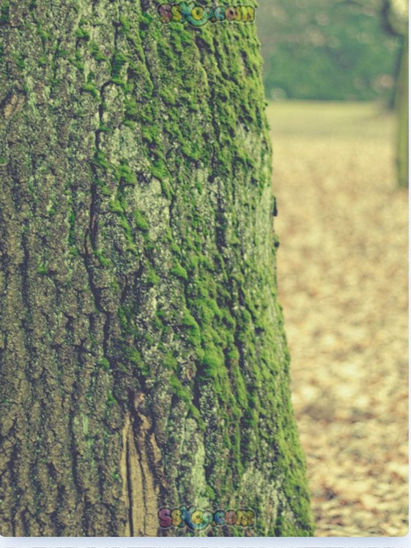 秋季落叶公园躺椅树叶景观特写高清JPG摄影壁纸图片背景插画素材插图20